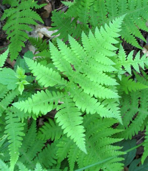 fern 